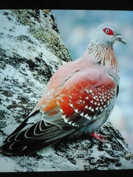  - ZBURĂTOR DE DAMASC