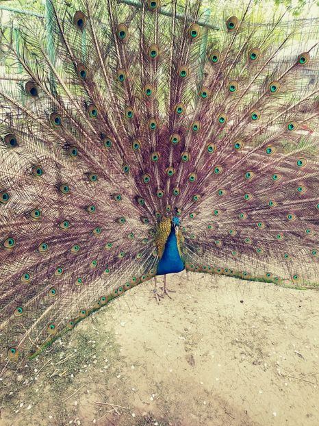 20180416_111833_Film1 - Pauni