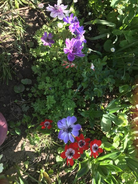 1C0FBE1A-1110-4300-86F8-AF2B40C17E12 - Anemone