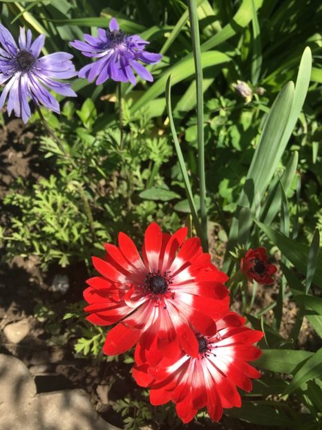 2FB38C7E-CB9D-4F66-80C9-114D0865A027 - Anemone