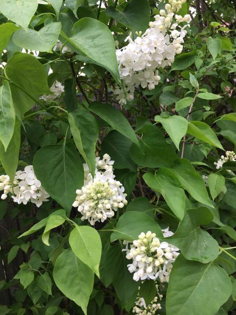 D62F399B-09E0-49B2-A798-74C3DDA50336 - Arbuști 2018