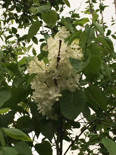 E382FB28-8F67-44C7-9EE5-1780292EDA06 - Arbuști 2018