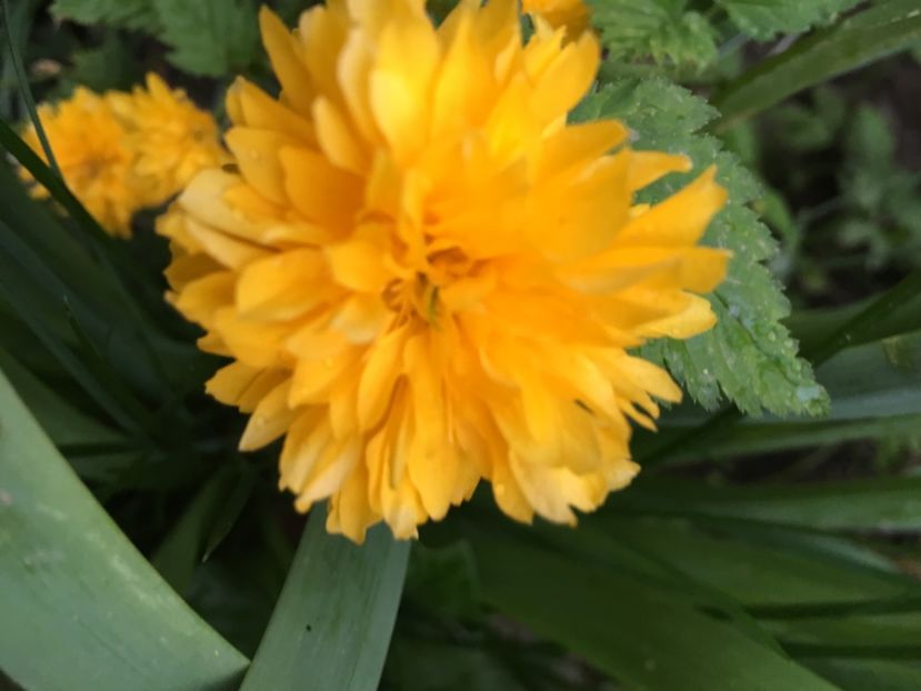 5EF5CAB1-820F-49CB-BD1D-25401F3F0873 - Arbuști 2018