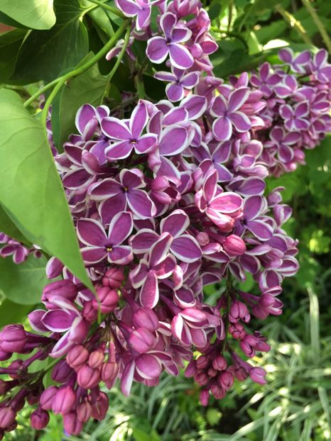 A7387842-4701-4F4A-B292-8EE90AC80491 - Arbuști 2018