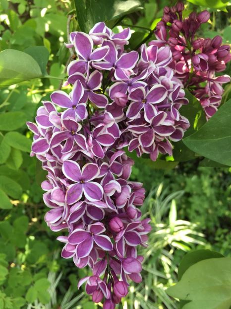 A07B9B7C-9372-4583-9AE7-97C9FBFA0BE2 - Arbuști 2018