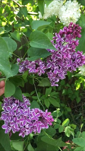 EDD0FF6F-1A82-490E-A4BB-1AE9EAF8A761 - Arbuști 2018