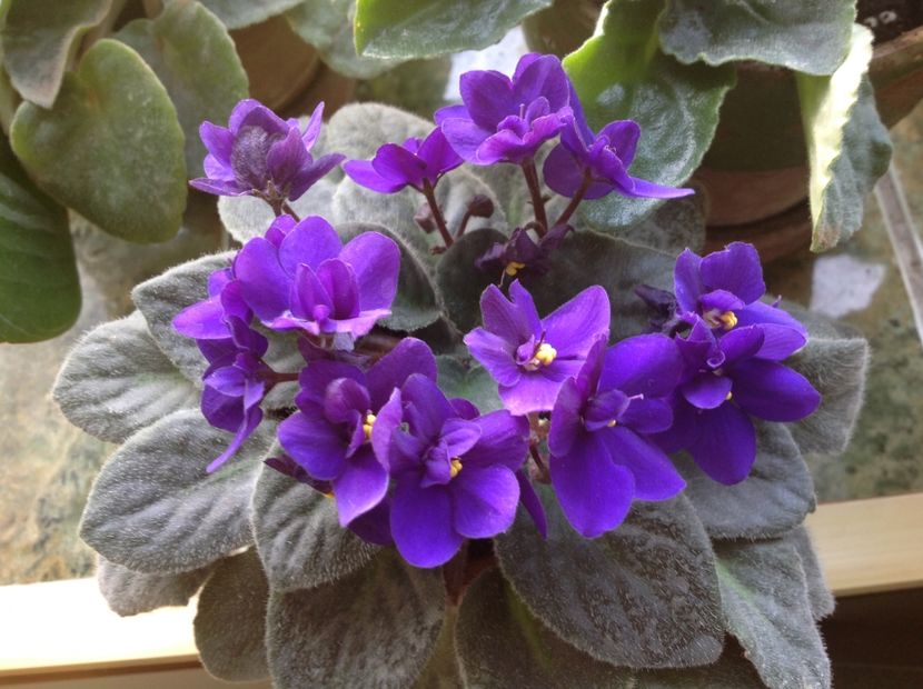  - Violete inflorirea de primavara 2018