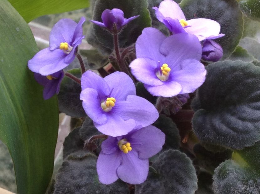  - Violete inflorirea de primavara 2018