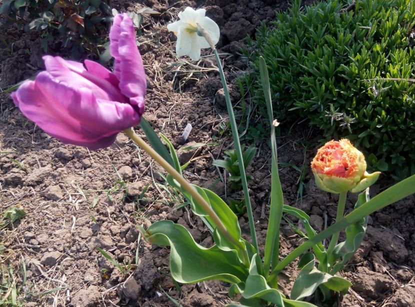  - gradina 2018