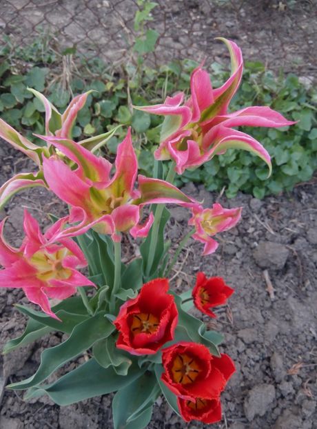 24 aprilie - gradina 2018