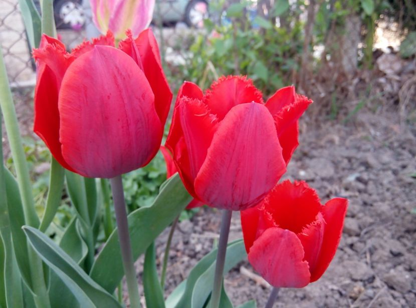 24 aprilie l - gradina 2018