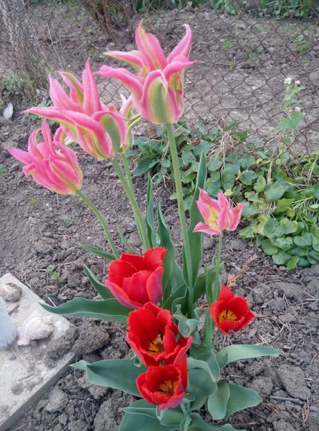24 aprilie - gradina 2018