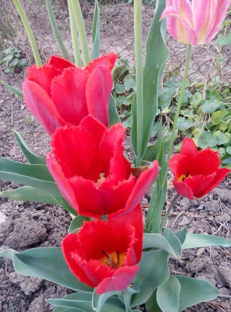 24 aprilie - gradina 2018