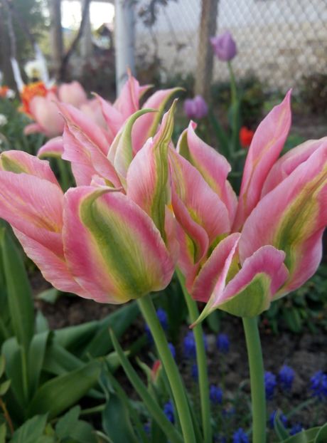 24 aprilie - gradina 2018