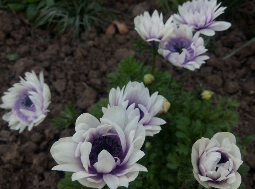 24 aprilie - gradina 2018