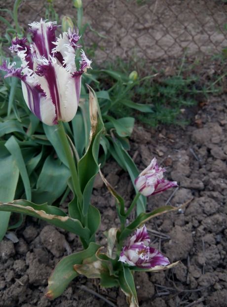 24 aprilie - gradina 2018