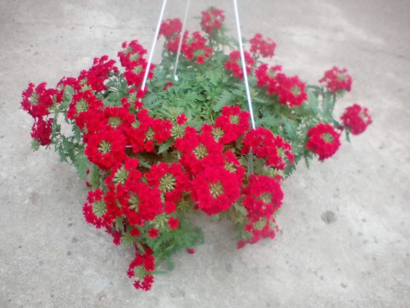 24 04 2018 - Verbena