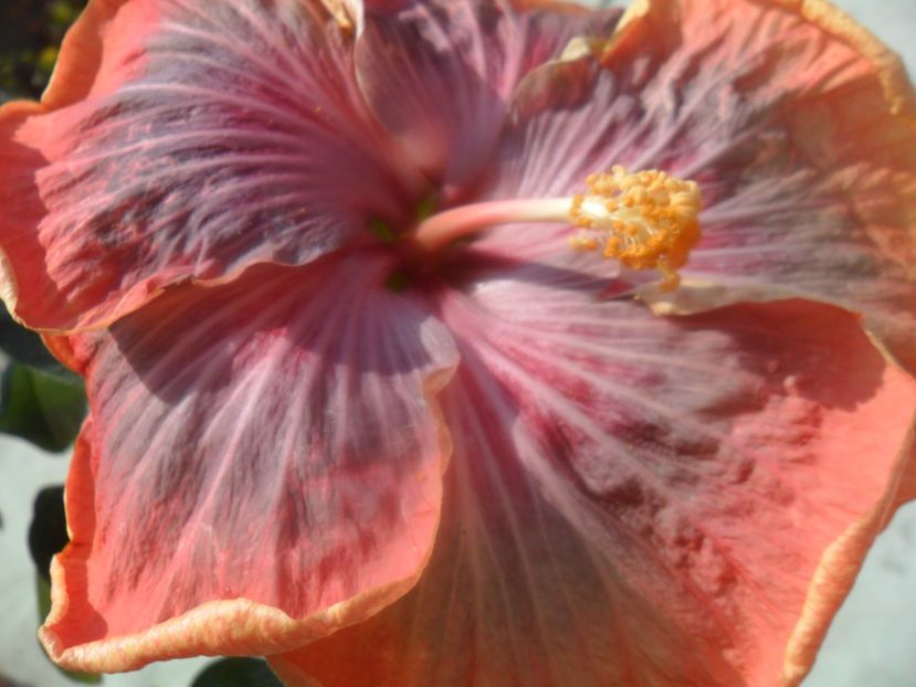  - Tahitian Purple Riple