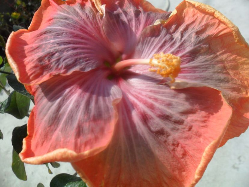  - Tahitian Purple Riple