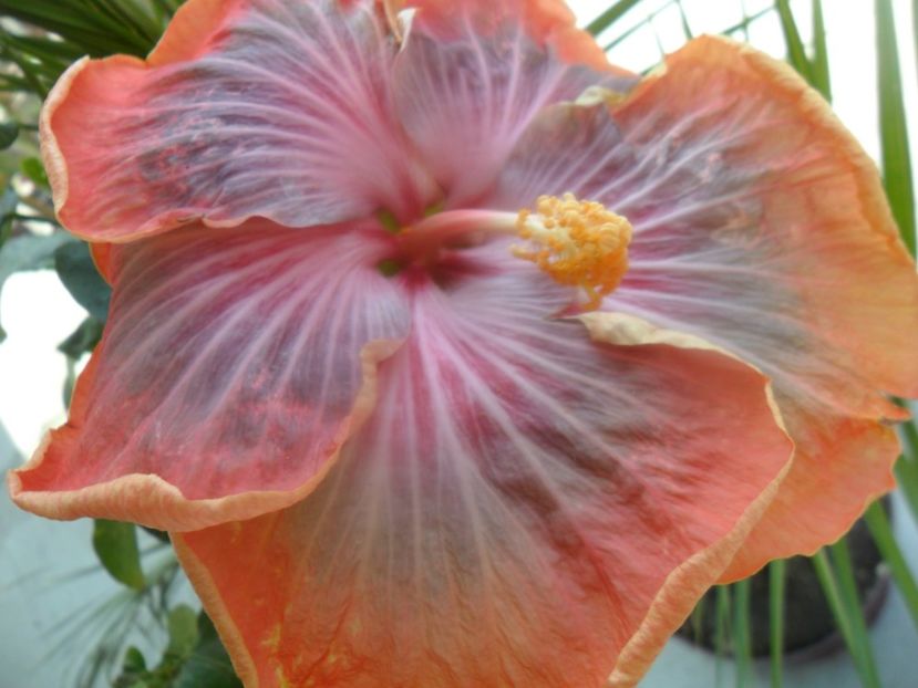  - Tahitian Purple Riple