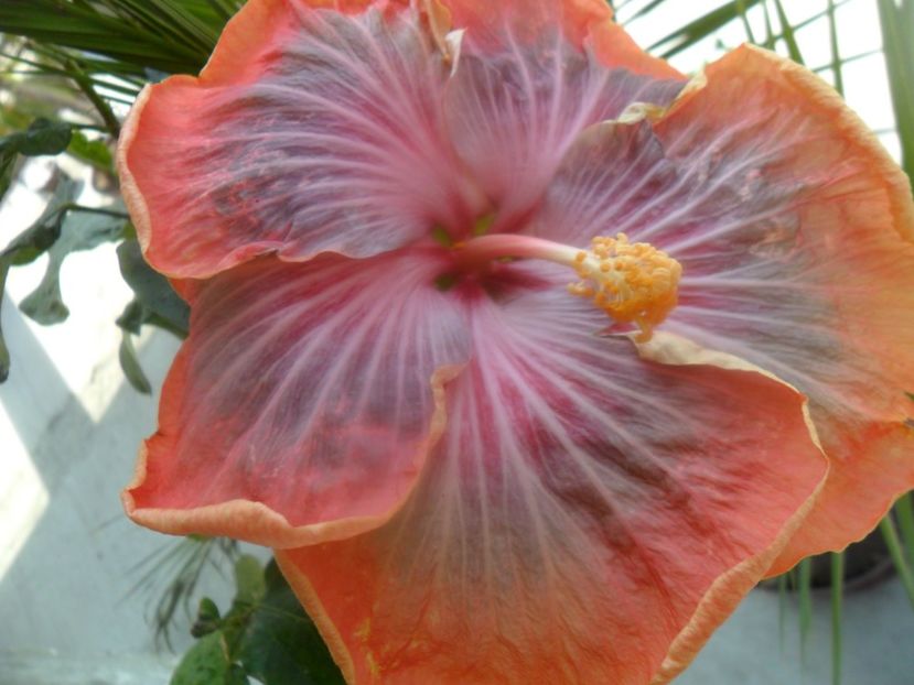  - Tahitian Purple Riple