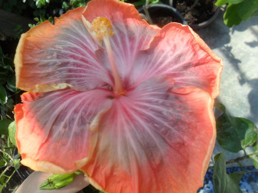  - Tahitian Purple Riple