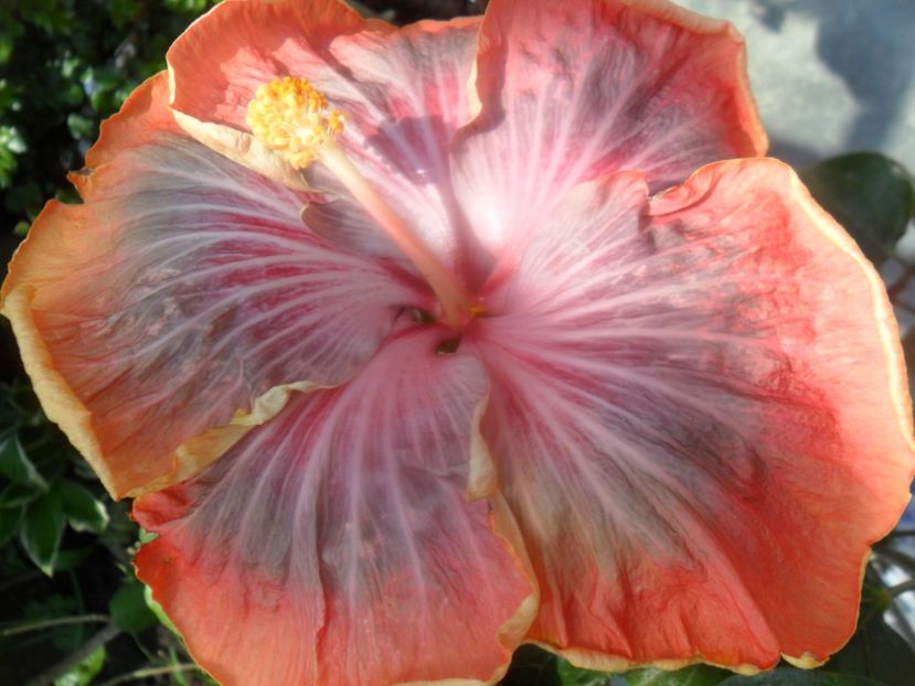  - Tahitian Purple Riple