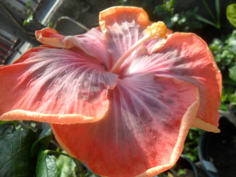  - Tahitian Purple Riple