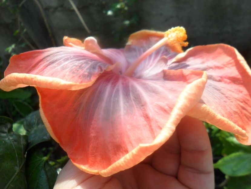  - Tahitian Purple Riple
