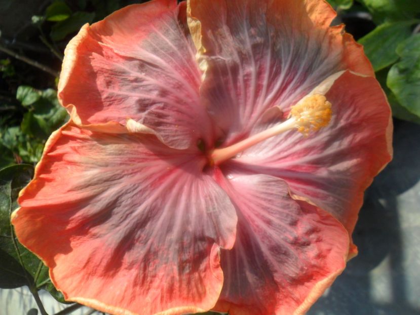  - Tahitian Purple Riple