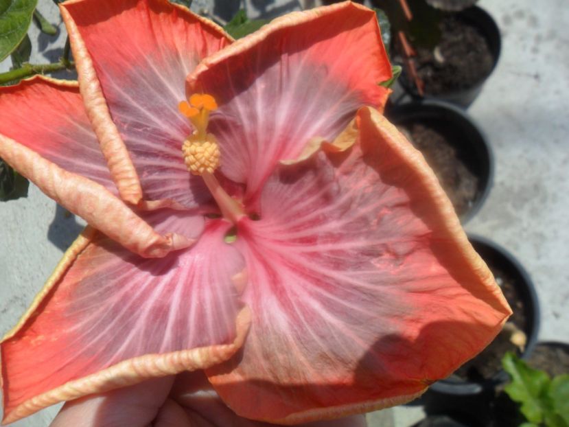  - Tahitian Purple Riple