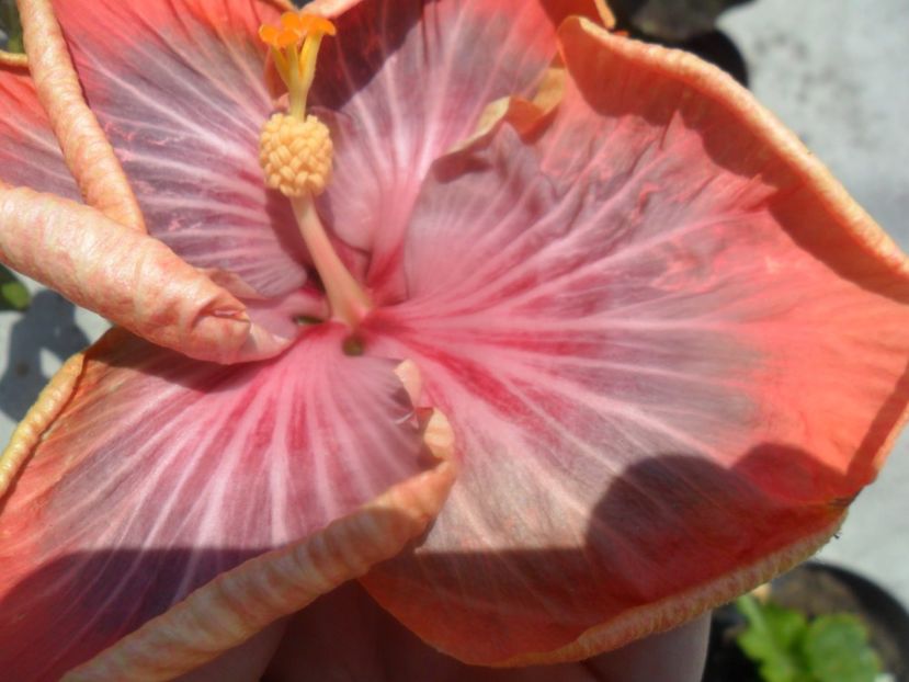  - Tahitian Purple Riple