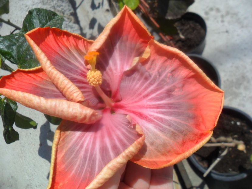  - Tahitian Purple Riple