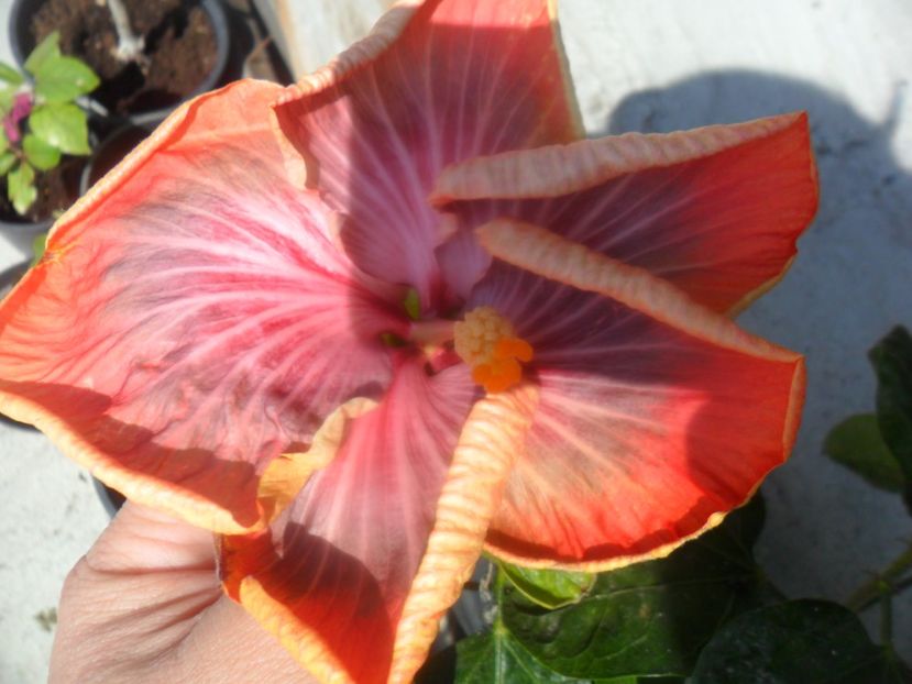  - Tahitian Purple Riple