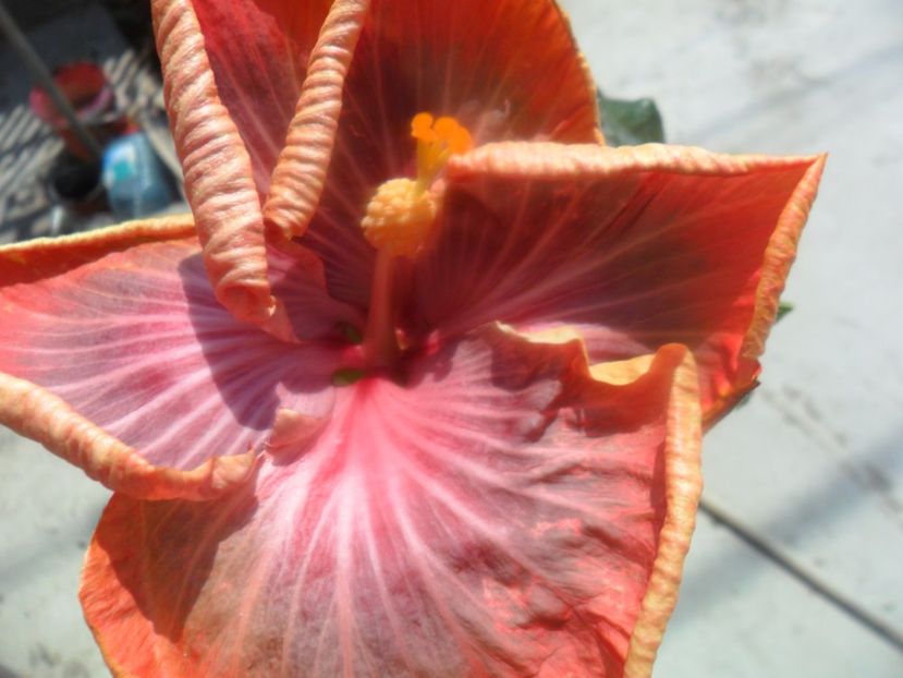  - Tahitian Purple Riple