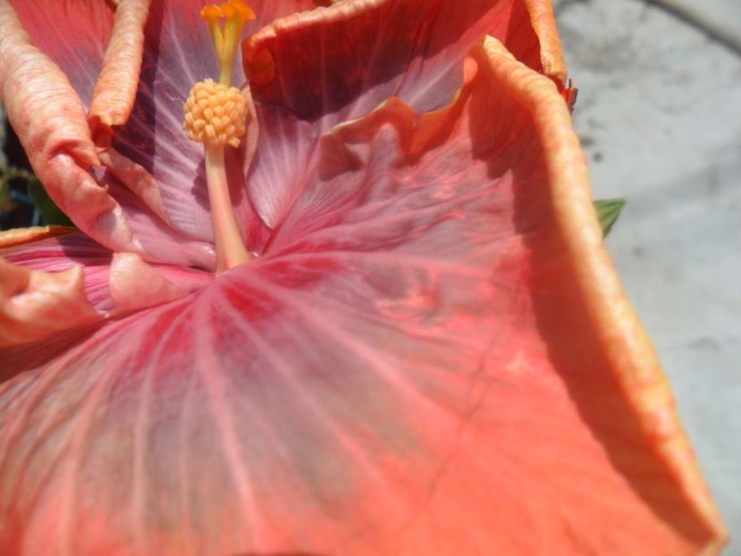  - Tahitian Purple Riple
