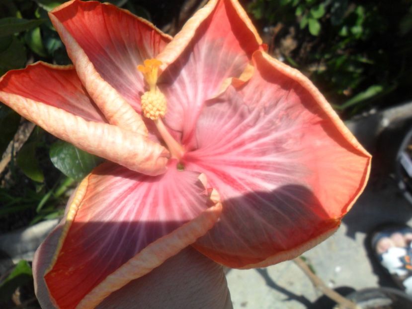  - Tahitian Purple Riple