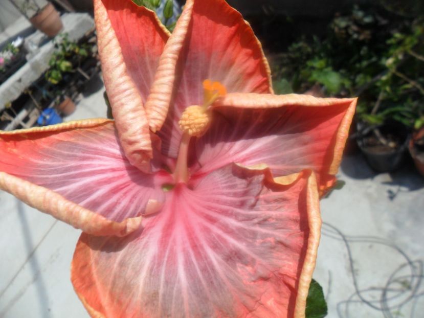  - Tahitian Purple Riple