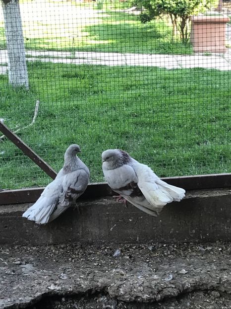 500E0134-1498-49EF-B48E-E6EDC49B821F - Zburători Argintii