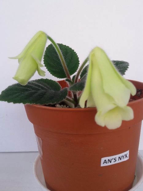 An's   Nyx  (24-04-2018) - Sinningii 2018