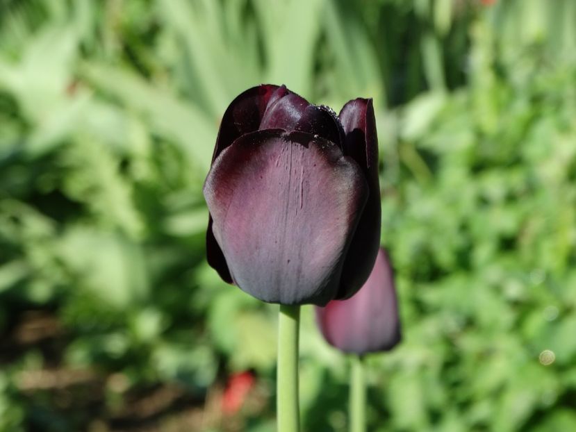  - Plante in gradina 2018
