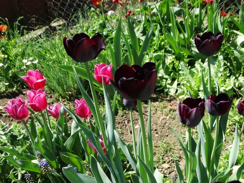  - Plante in gradina 2018