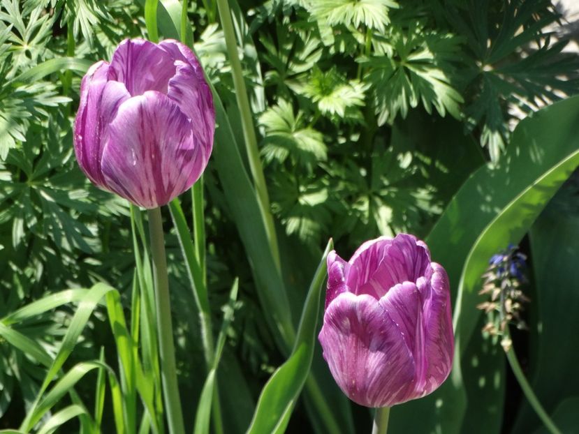  - Plante in gradina 2018