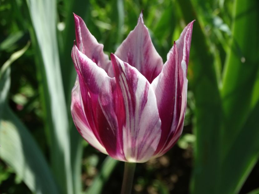  - Plante in gradina 2018