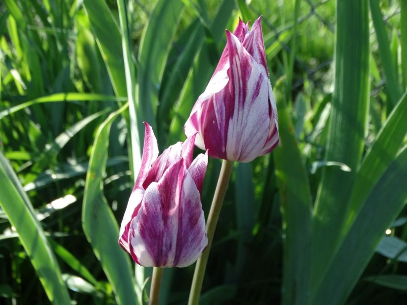  - Plante in gradina 2018