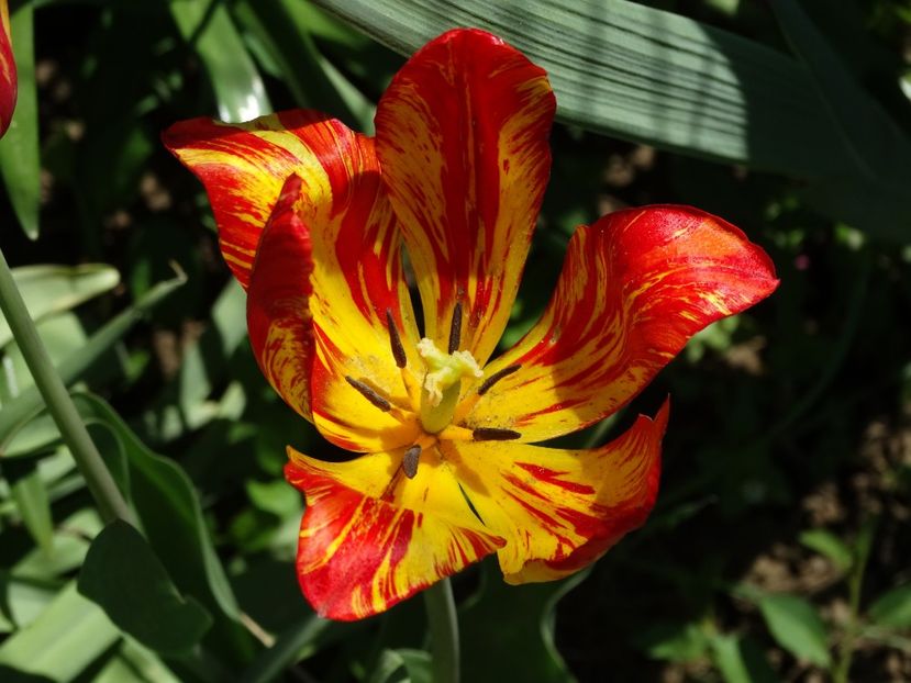 - Plante in gradina 2018