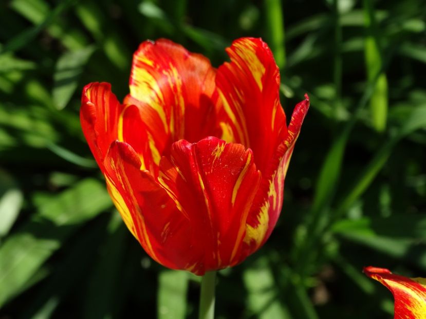  - Plante in gradina 2018