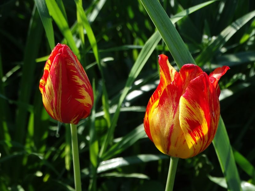  - Plante in gradina 2018