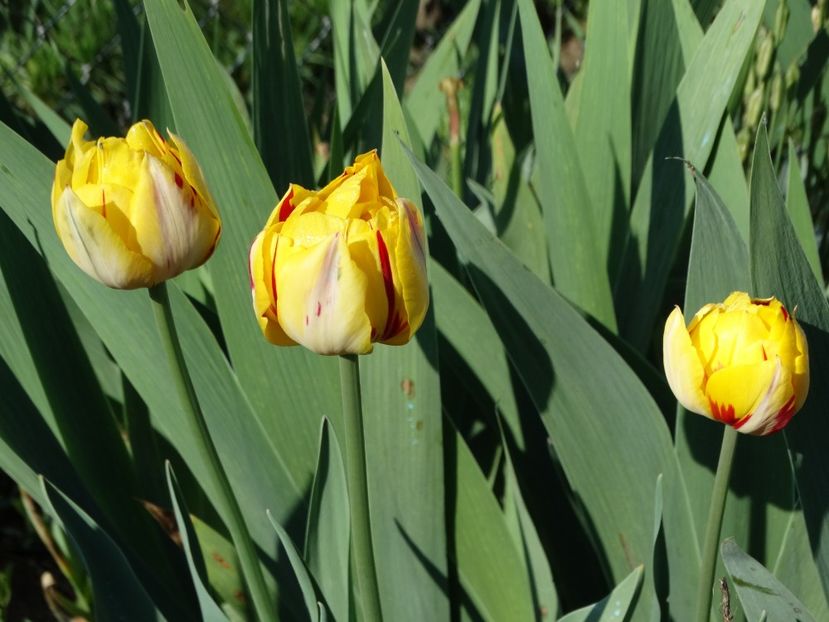  - Plante in gradina 2018