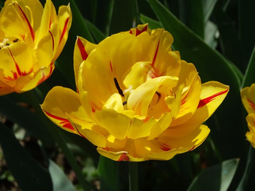  - Plante in gradina 2018